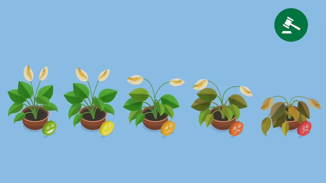 Illustration af fem potteplanter, der gradvist visner